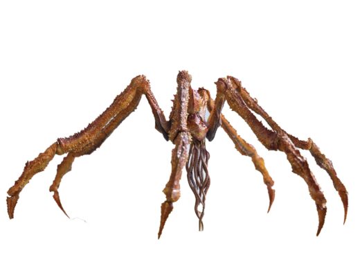 GODZILLA X KONG NEW EMPIRE EXQ BASIC SCYLLA 7IN PX FIG (Net)